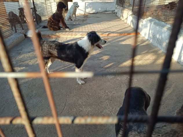 GOLIA 4anni bello e di indole buona Calabria