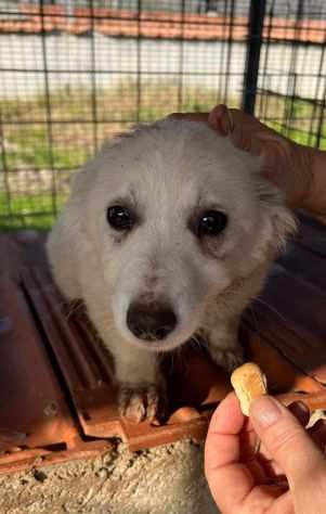 Golosona cucciola