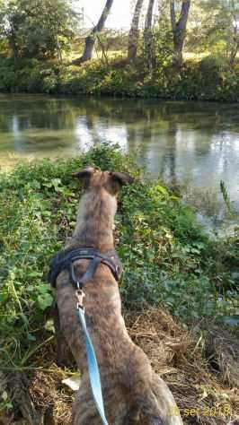 Gordon 8anni tigrato mix pastore il suo momento non arriva mai NOVARA