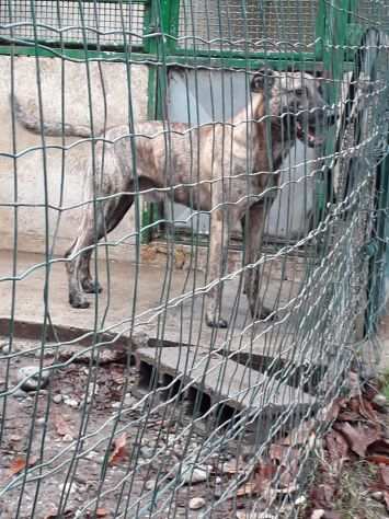 Gordon 8anni tigrato mix pastore il suo momento non arriva mai NOVARA