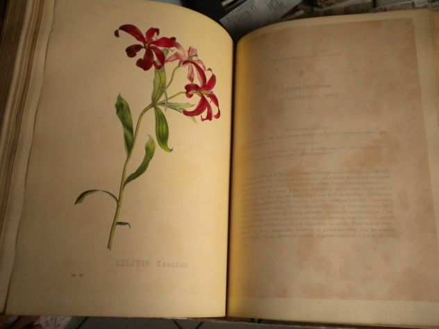 Grande libro di botanica