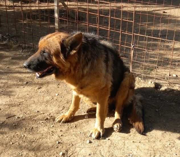 Graziella, lupacchiotta dagli occhi tristi