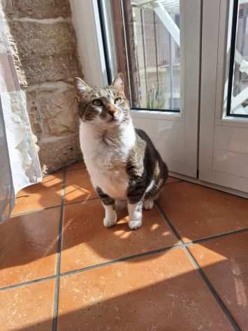 Grey dolcissima gattina di 7 anni