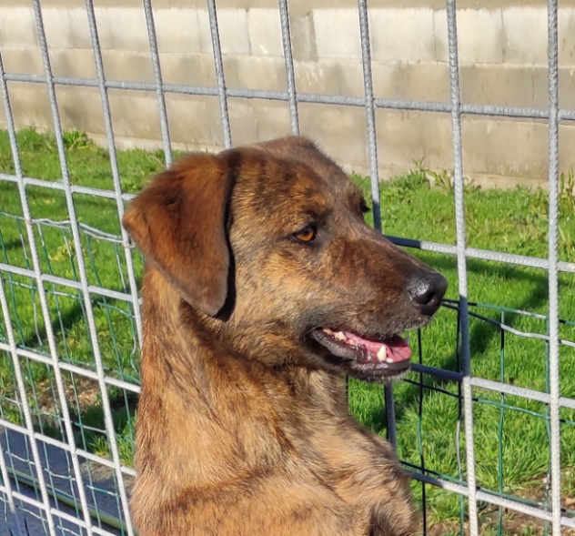 GUGHI, cagnolino in adozione.