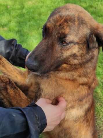 GUGHI, cagnolino in adozione.