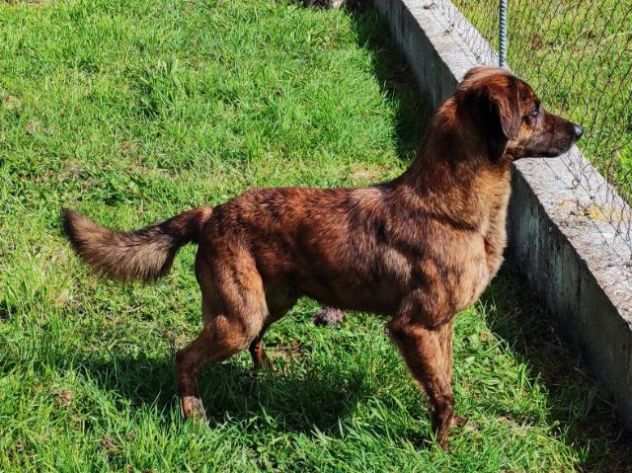 GUGHI, cagnolino in adozione.