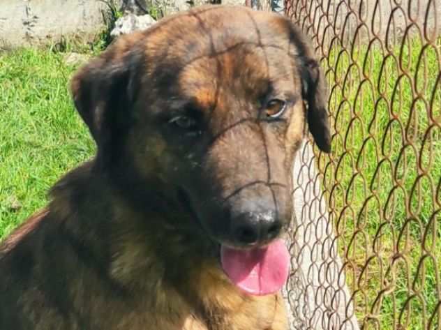 GUGHI, cagnolino in adozione.