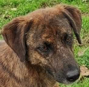 GUGHI, cagnolino in adozione.