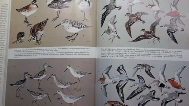Handbook of The Birds of the Western Palearctic Volume III Waders to Gulls