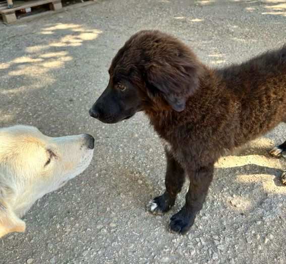 HANNO LOTTATO PER SOPRAVVIVERE, DORA e YURI, 3 MESI TAGLIA MEDIA CERCANO CASA