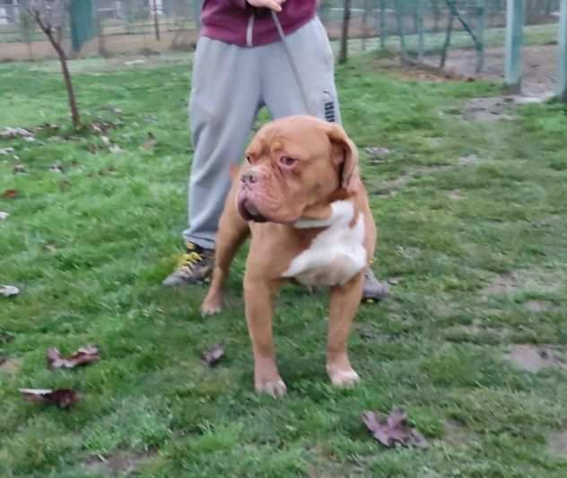 Hego dogue de bordeaux