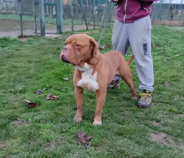 Hego dogue de bordeaux