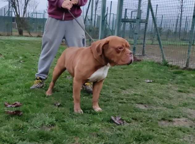 Hego dogue de bordeaux