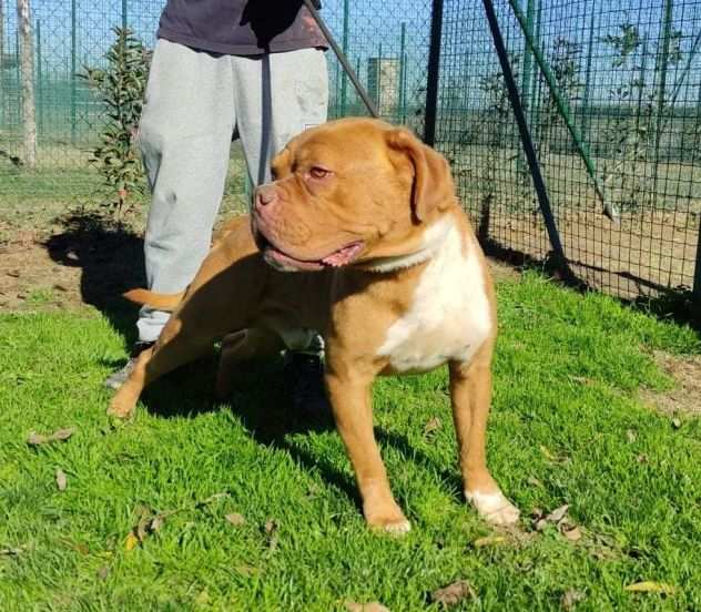 Hego dogue de bordeaux