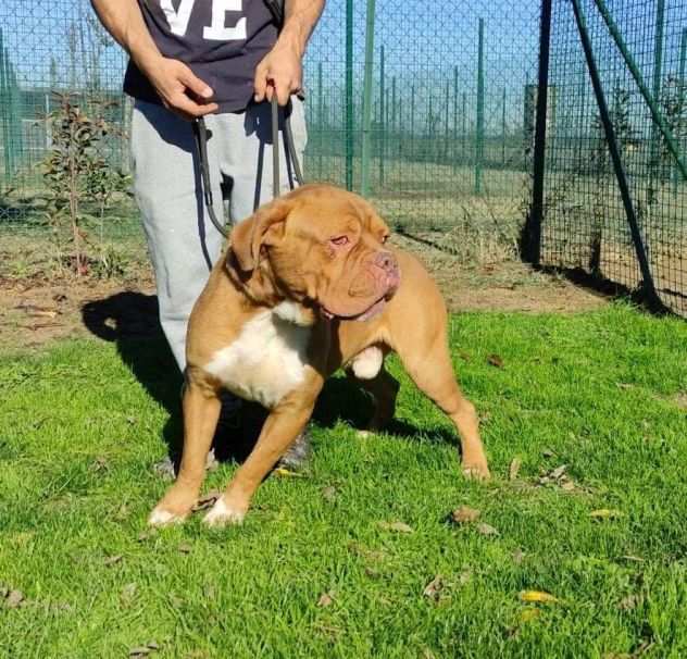 Hego dogue de bordeaux