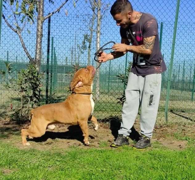 Hego dogue de bordeaux