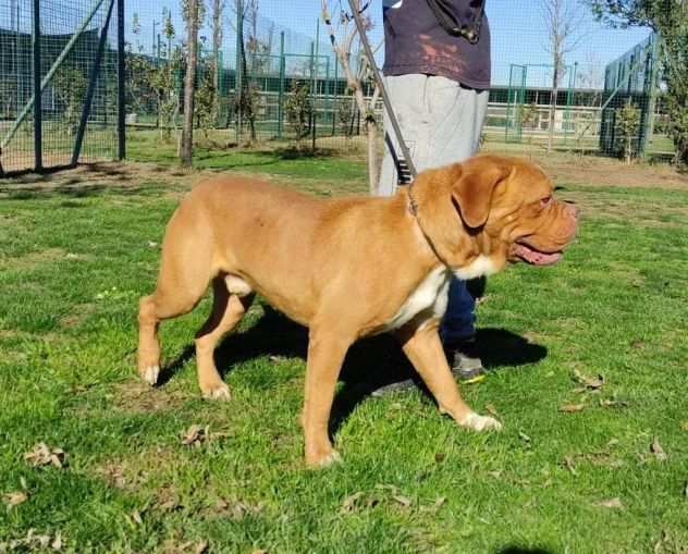 Hego dogue de bordeaux