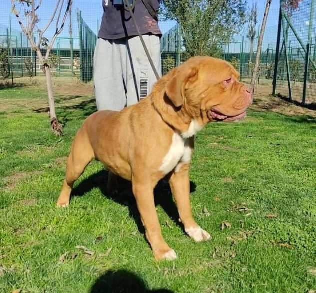 Hego dogue de bordeaux