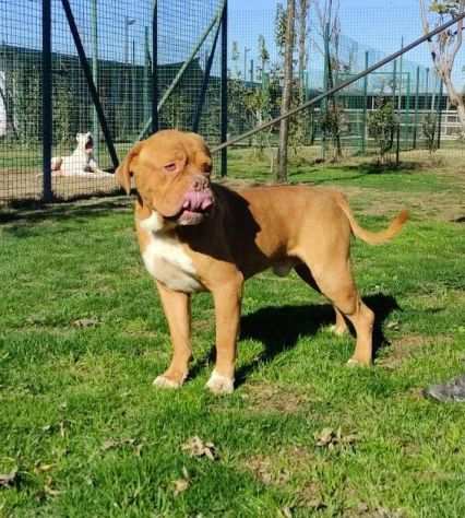 Hego dogue de bordeaux