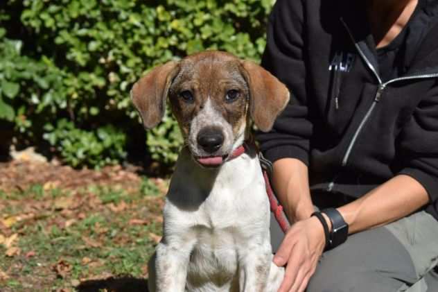 HELDER, CUCCIOLINO METICCIO TAGLIA MEDIA CONTENUTA, BUONO, SOCIEVOLE