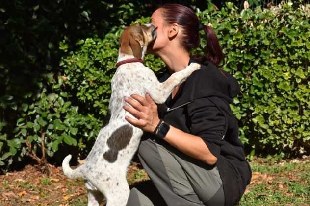 HELDER, CUCCIOLINO METICCIO TAGLIA MEDIA CONTENUTA, BUONO, SOCIEVOLE