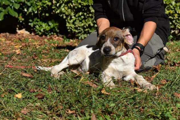 HELDER, CUCCIOLINO METICCIO TAGLIA MEDIA CONTENUTA, BUONO, SOCIEVOLE