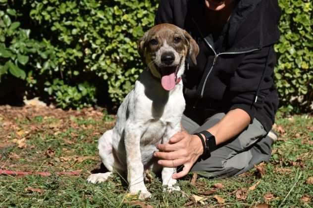 HELDER, CUCCIOLINO METICCIO TAGLIA MEDIA CONTENUTA, BUONO, SOCIEVOLE