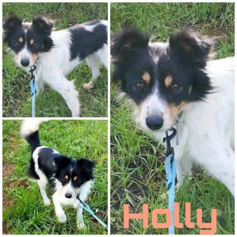 Holly una dolcissima cagnolina taglia piccola cerca famiglia.
