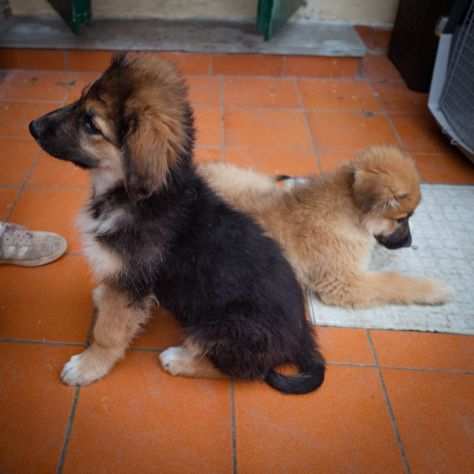 Hope e Faith, dolci cucciole mix PASTORE TEDESCO