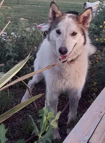 HUSKINA cerca casa (si trova in provincia di Mantova)