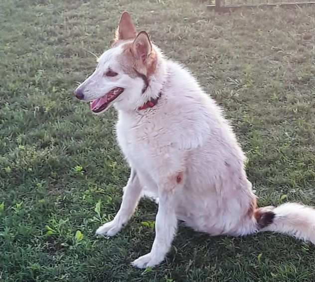 HUSKINA cerca casa (si trova in provincia di Mantova)