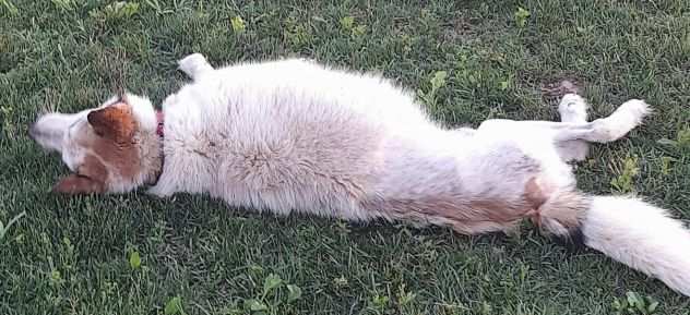 HUSKINA cerca casa (si trova in provincia di Mantova).