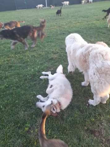 HUSKINA cerca casa (si trova in provincia di Mantova).