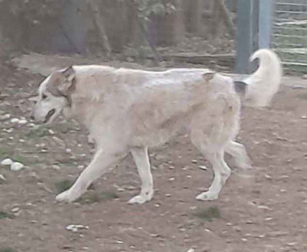 HUSKINA dolce cagnoletta nata intorno al 2019