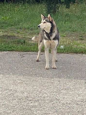 Husky femmina 23anni mollata a se stessa.CALABRIA