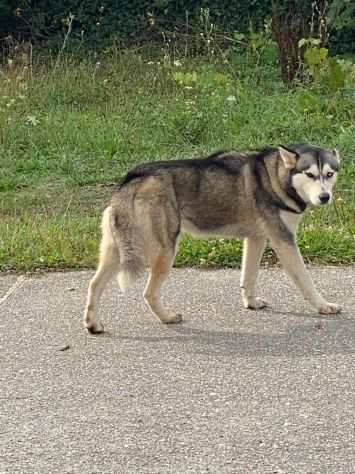 Husky femmina 23anni mollata a se stessa.CALABRIA