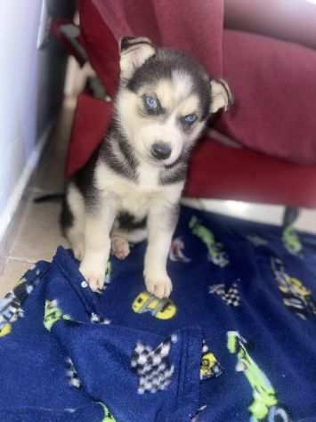 Husky siberiano