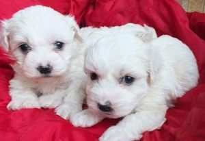 I piugrave adorabili cuccioli di maltese in adozione