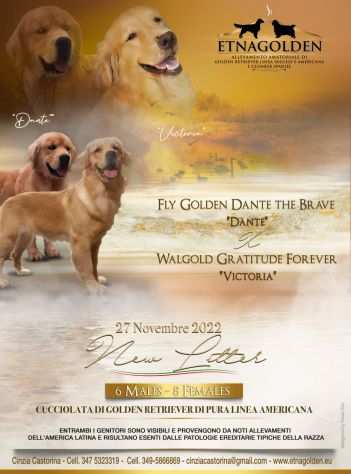 il 27 novembre sono nati cuccioli di golden retriever di pura linea americana