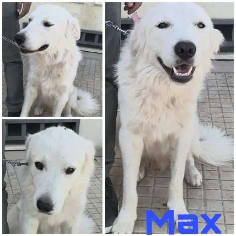 Il bellissimo Max in adozione cerca casa