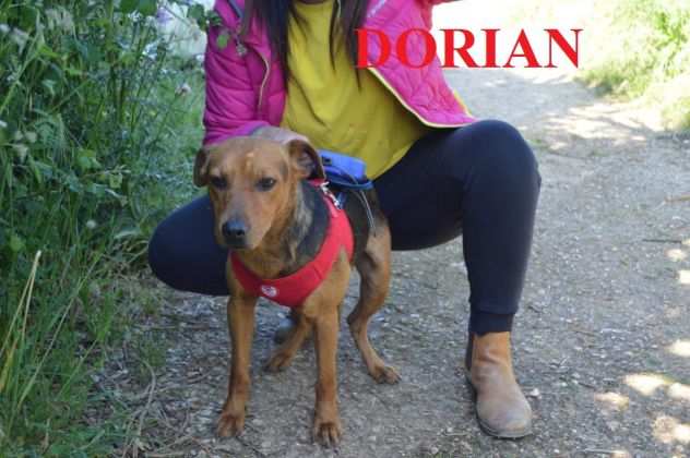 Il dolce Dorian egrave in canile ingiustamente