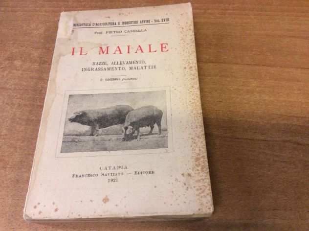 Il maiale, razze,allevamento,ingrassamento,malattie