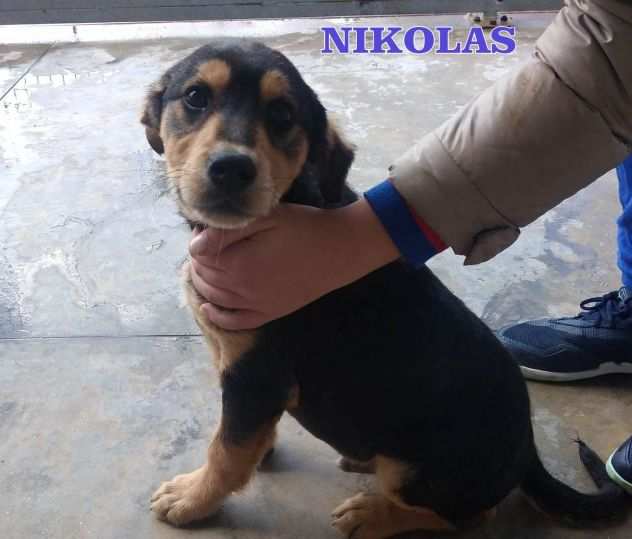 Il meraviglioso cucciolotto Nikolas