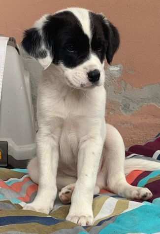 IN ADOZIONE Ascanio il cucciolo super eroe