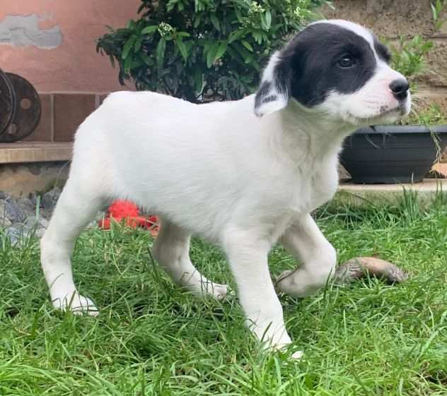 IN ADOZIONE Ascanio il cucciolo super eroe