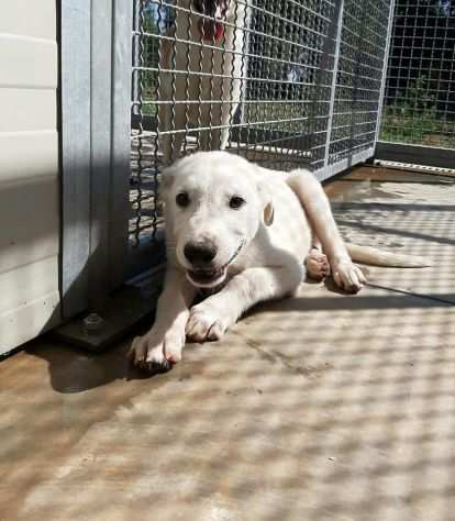 Isidoro un bellissimo cucciolotto in cerca di adozione