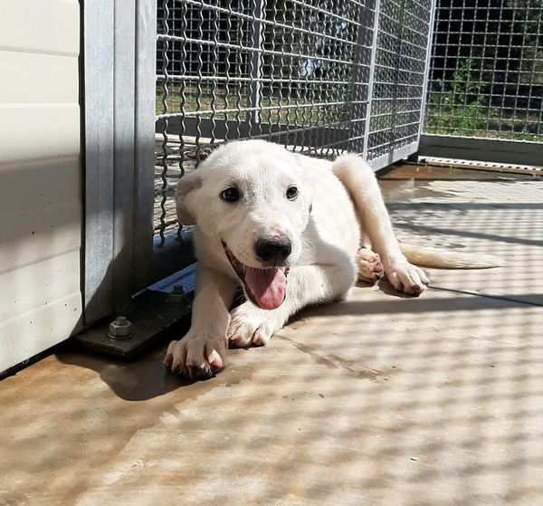 Isidoro un bellissimo cucciolotto in cerca di adozione