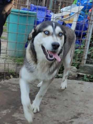 Jack giovane incrocio husky,