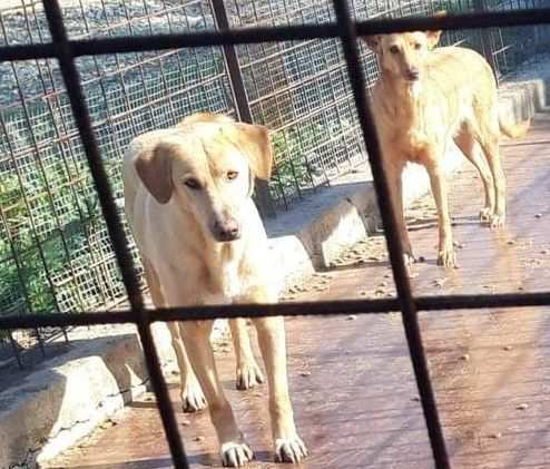 Jack portato in canile(lager)dal padrone 6ANNI FA LEGGETESOS SICILIA