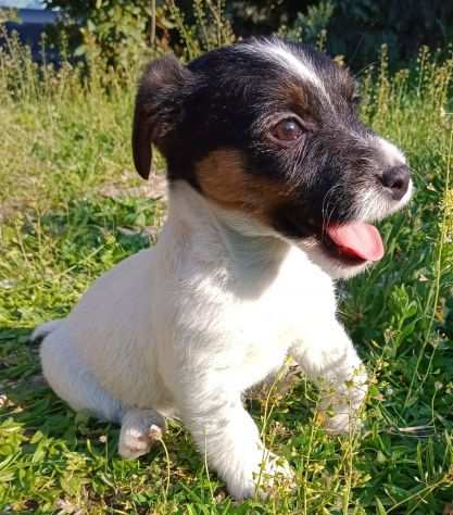 Jack Russell